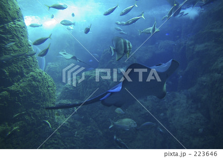 江ノ島水族館 223646