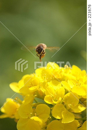 菜の花_004 223676