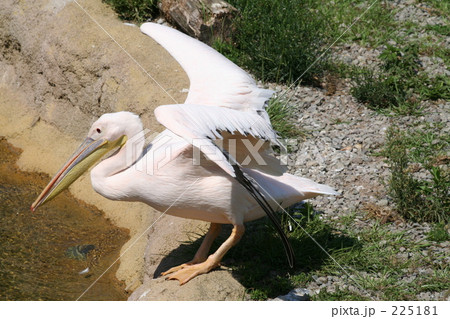 羽ばたくペリカン 225181