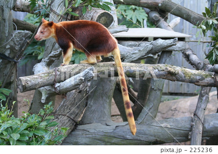 セスジキノボリカンガルーです セスジキノボリカンガルーです 225236