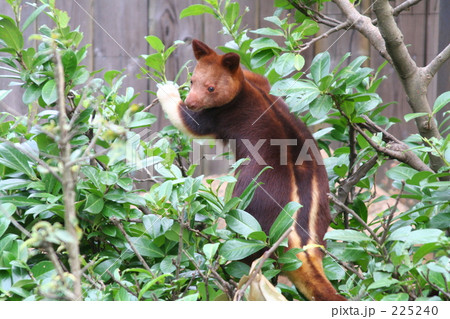 かわいいキノボリカンガルー 225240