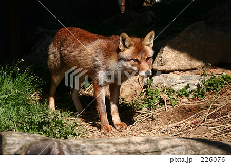 キツネだよ 226076
