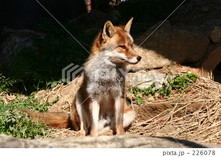 きつねです きつねです 226078