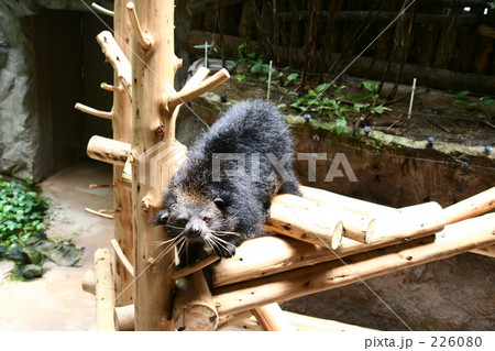 ビントロング ビントロング 226080