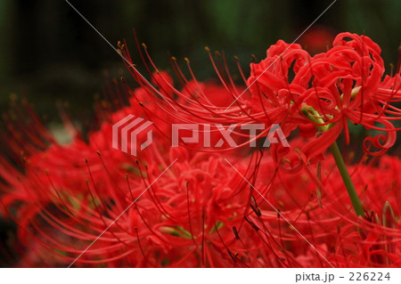 曼珠沙華_002 226224