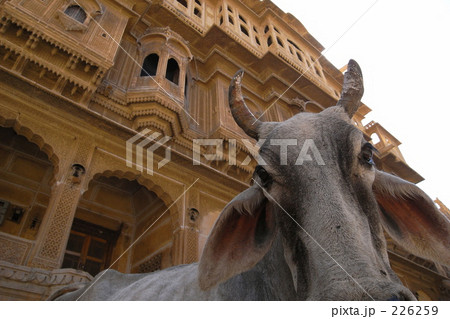野牛とハヴェーリー 226259