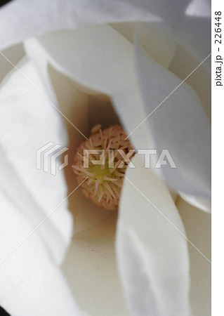 木蓮　Magnolia マグノリア 226448