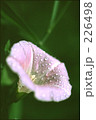 天気雨 226498