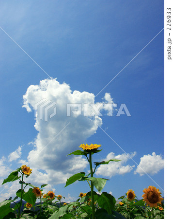 真上を向く向日葵 226933