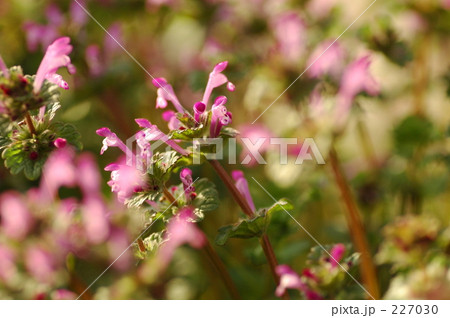 ピンク色のじゅうたん 227030