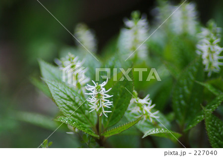 ヒトリシズカ 227040