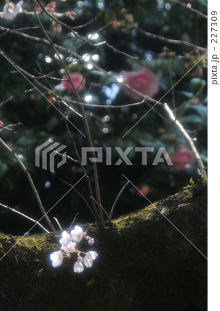 桜華 227309