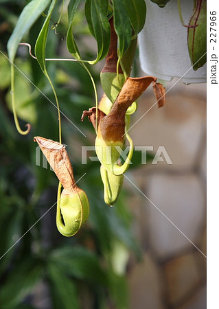 ウツボカズラ ウツボカズラ 227966