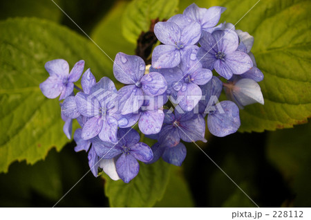 紫陽花 228112