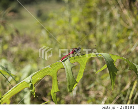 あかとんぼ 228191