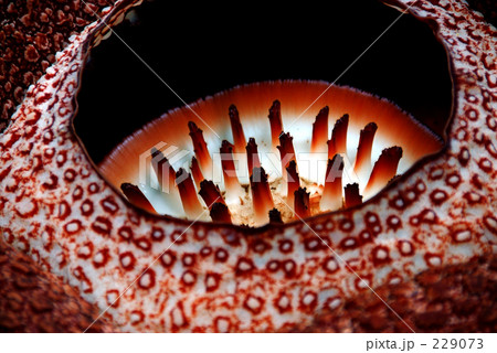 ラフレシア ラフレシア 229073