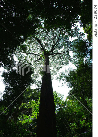 見上げれば 229074