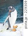 雪の日のペンギン 229309