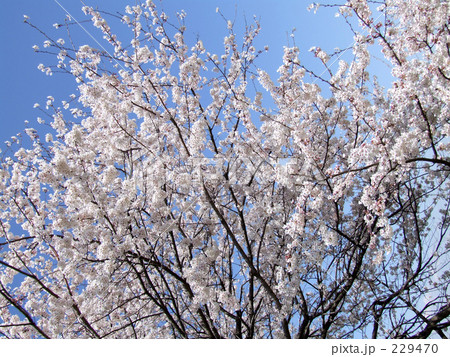 サクラ 229470