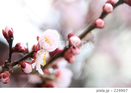 湯島天神001 229907