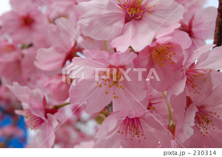 真っピンクの桜の写真素材