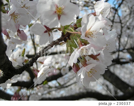 桜 桜 230337
