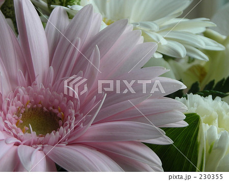 花 230355