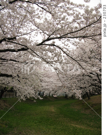 八幡山古墳の桜 八幡山古墳の桜 230703