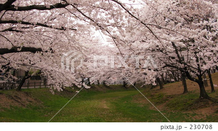 八幡山古墳の桜（２） 230708