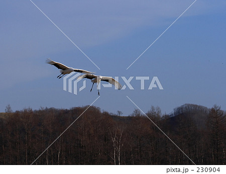 タンチョウ 230904