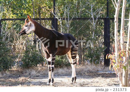 オカピ・オス 231373