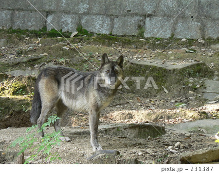 ハイイイロオオカミ全身像の写真素材