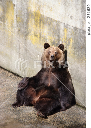 くま くま 231620