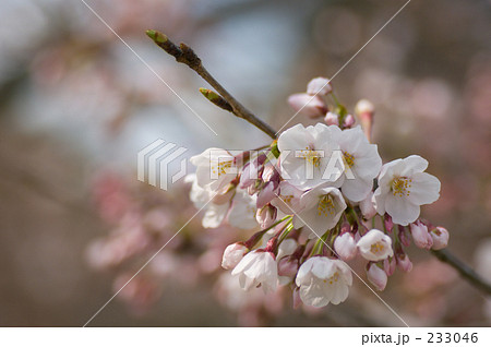 桜 233046