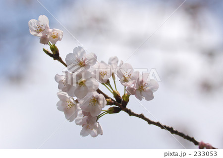 桜 233053