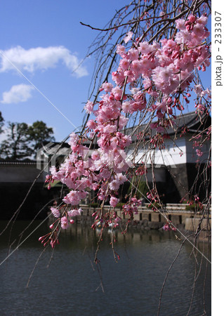 しだれ桜 しだれ桜 233307