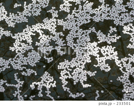 桜・花いかだ 233501