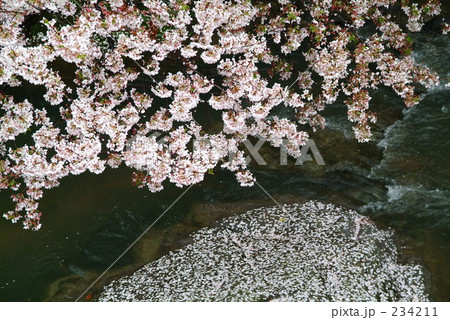 桜 桜 234211