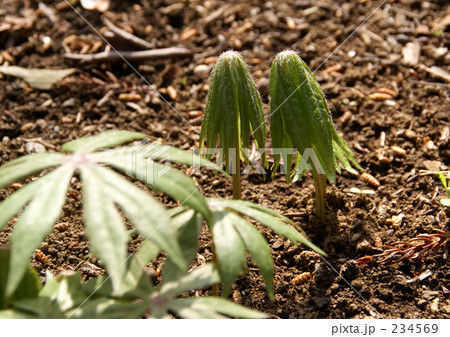 ヤブレガサの若葉 234569