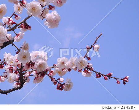 あんずの花 234587