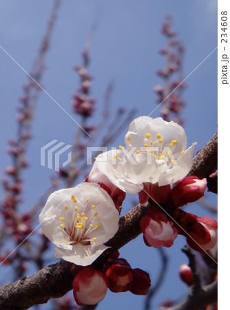 あんずの花 234608