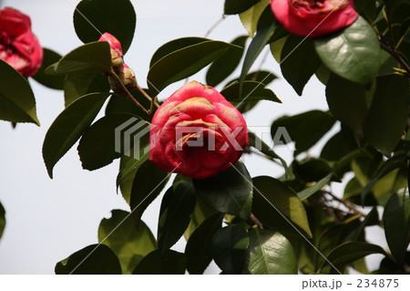 椿 花 椿 花 234875