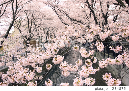 麻生川の春 234876