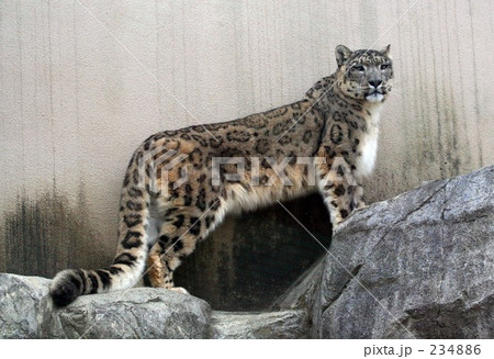 ユキヒョウ全身像の写真素材 2346