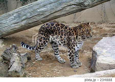 ヒョウ全身 234888
