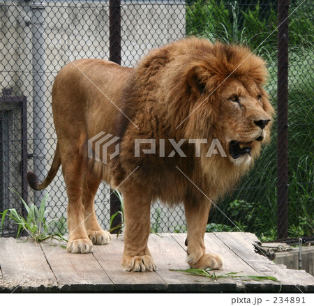 ライオン全身像の写真素材 2341
