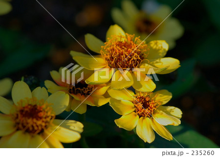 ヒャクニチソウ-黄01 ヒャクニチソウ-黄01 235260