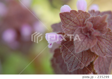 ヒメオドリコソウ 235299