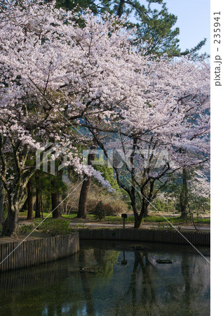 桜 235941