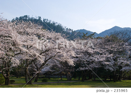 桜 235965